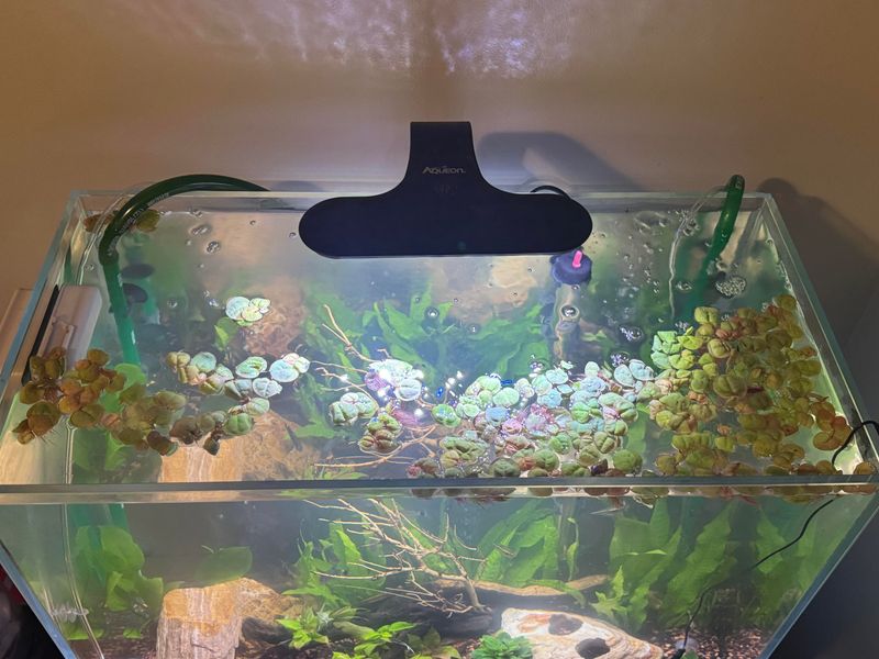 Fish Tank Water