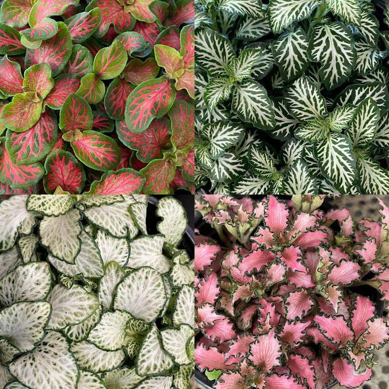 Fittonia