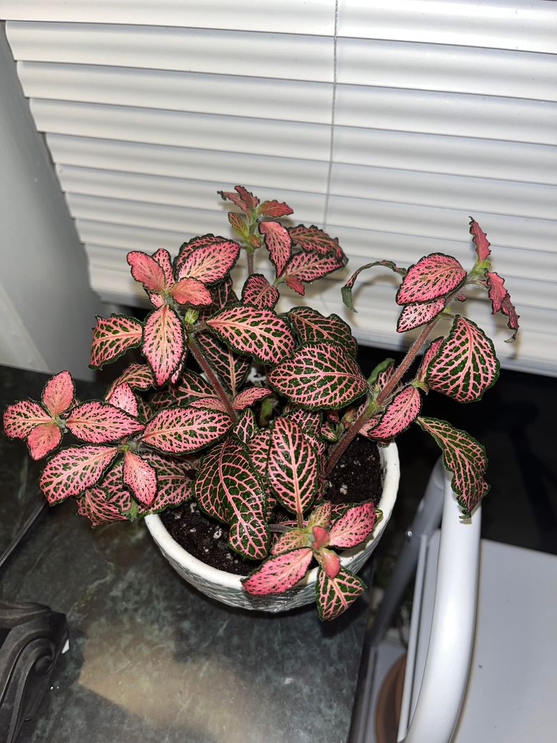 Fittonia