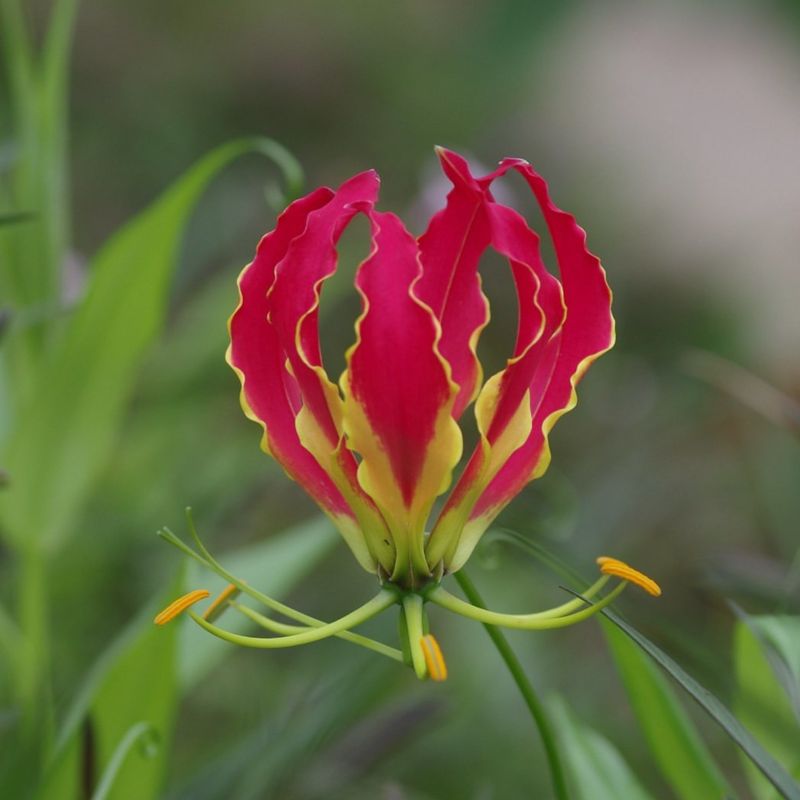 Flame Lily