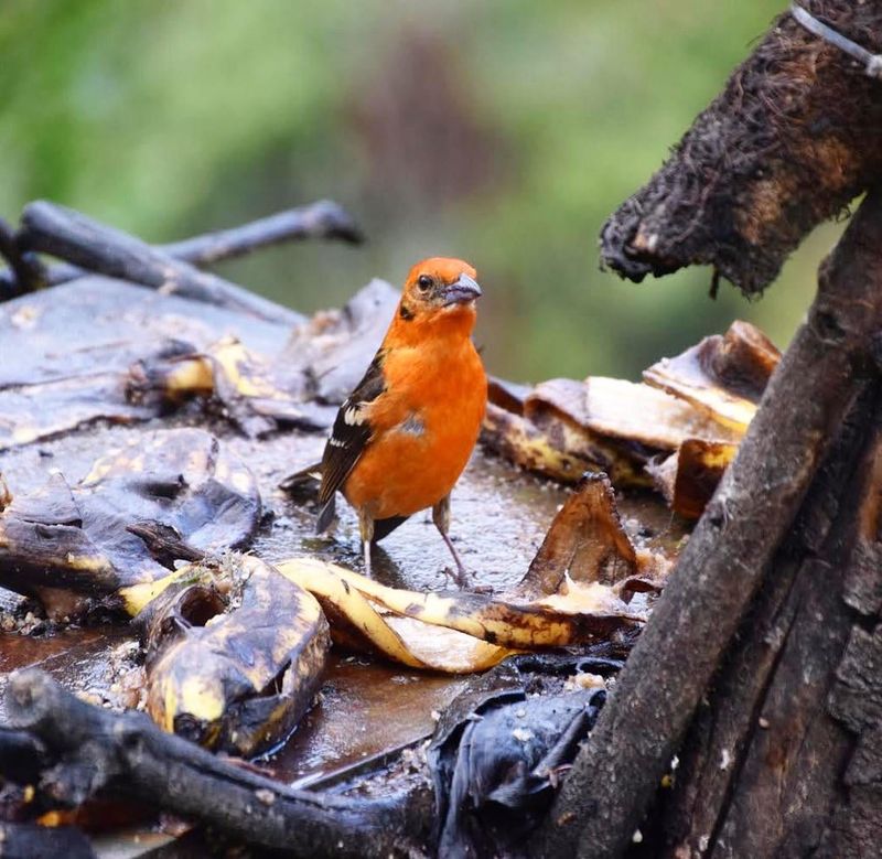 Flame-colored Tanager