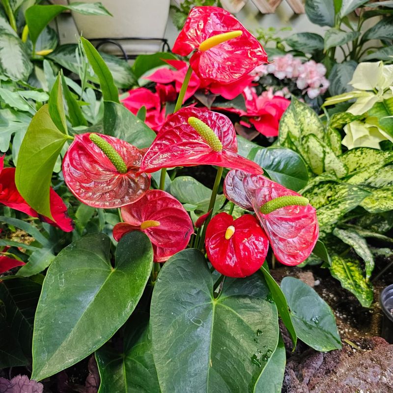 Flamingo Flower (Anthurium)