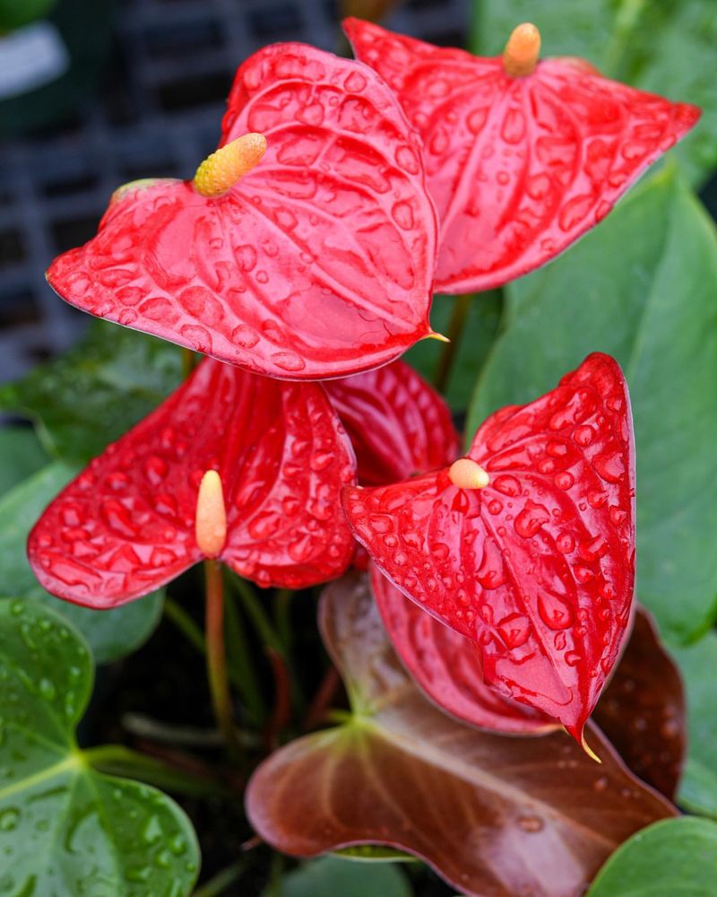 Flamingo Flower