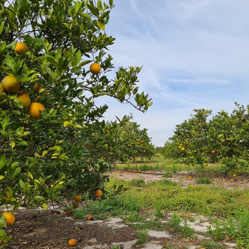 Florida: Orange