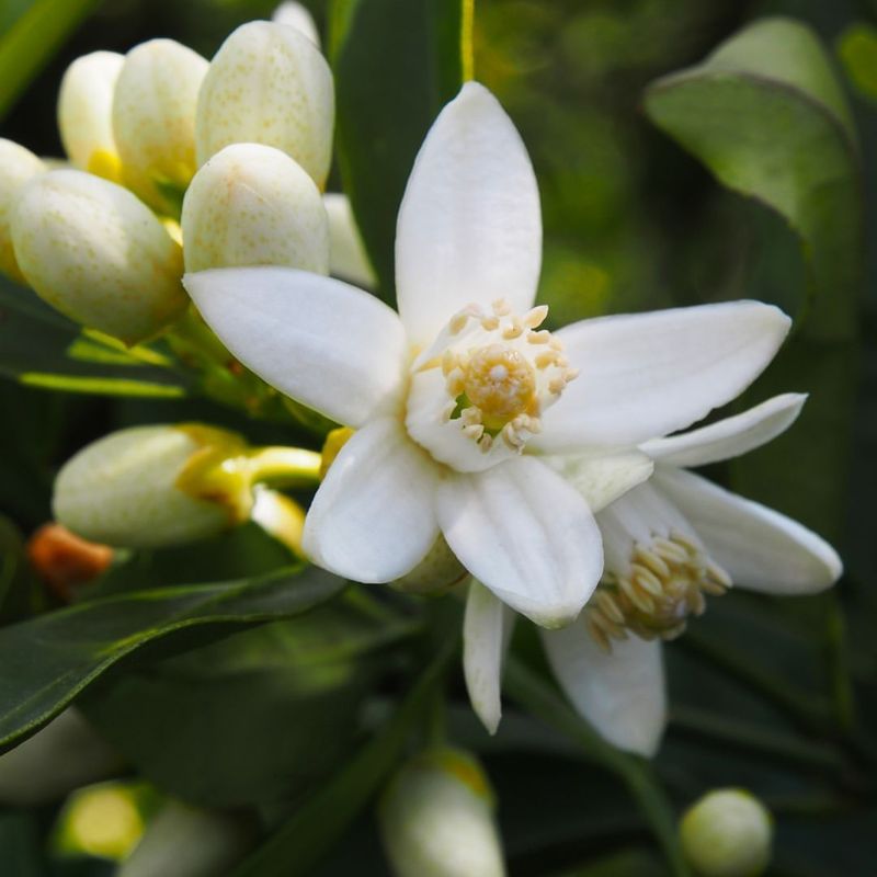 Florida: Orange Blossom