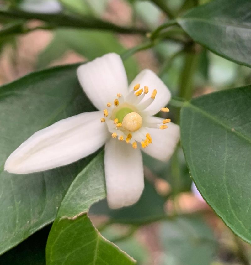 Florida - Orange Blossom