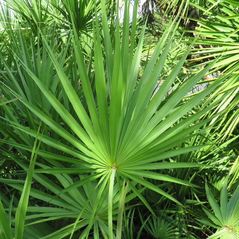 Florida: Saw Palmetto