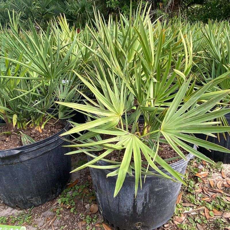 Florida: Saw Palmetto