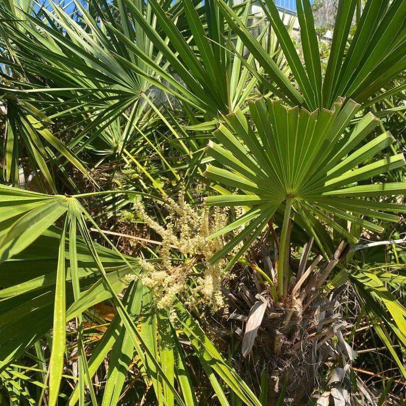 Florida - Saw Palmetto