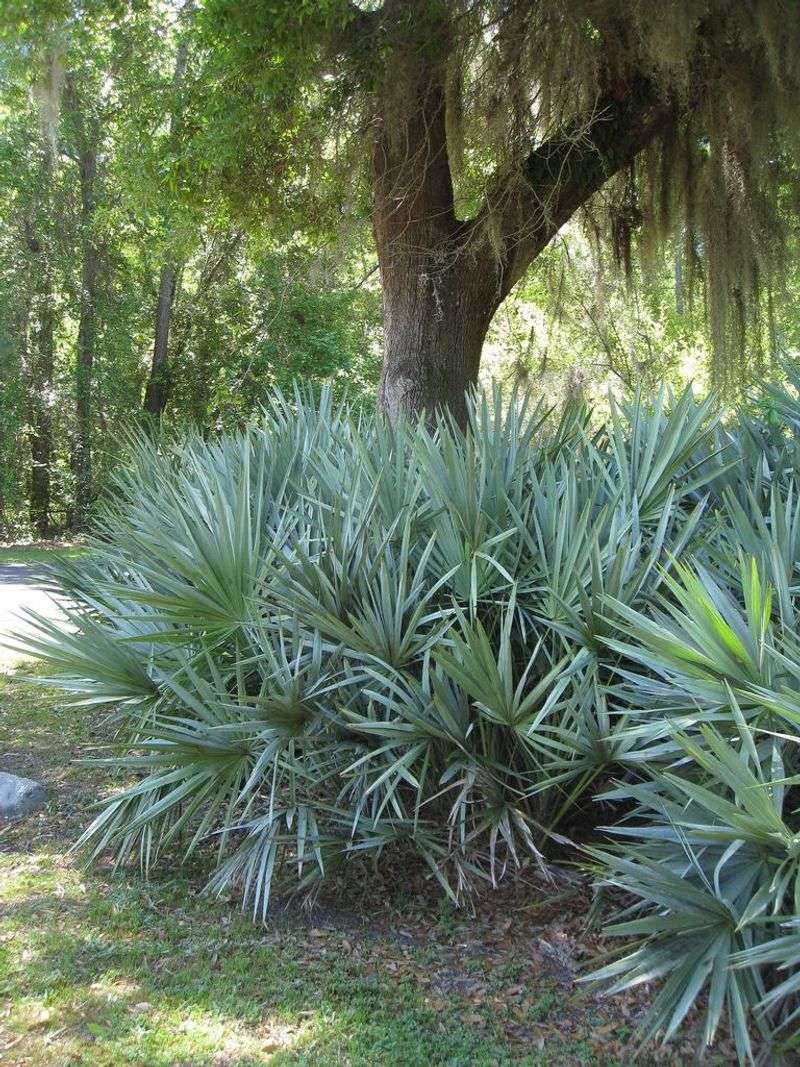 Florida - Saw Palmetto