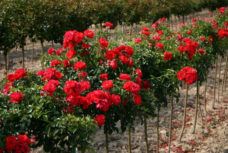 Flower Carpet Rose