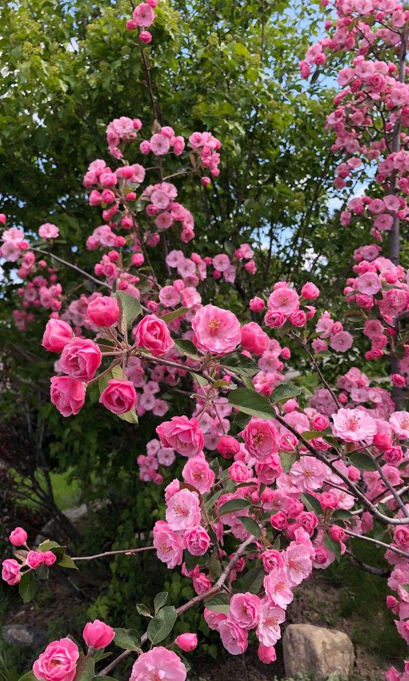 Flowering Crabapple