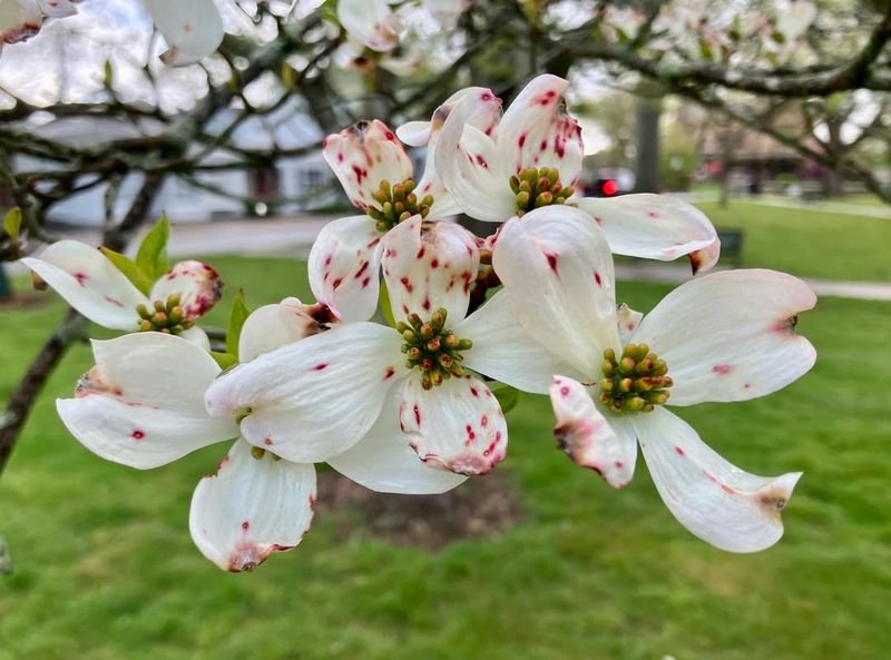 Flowering Dogwood