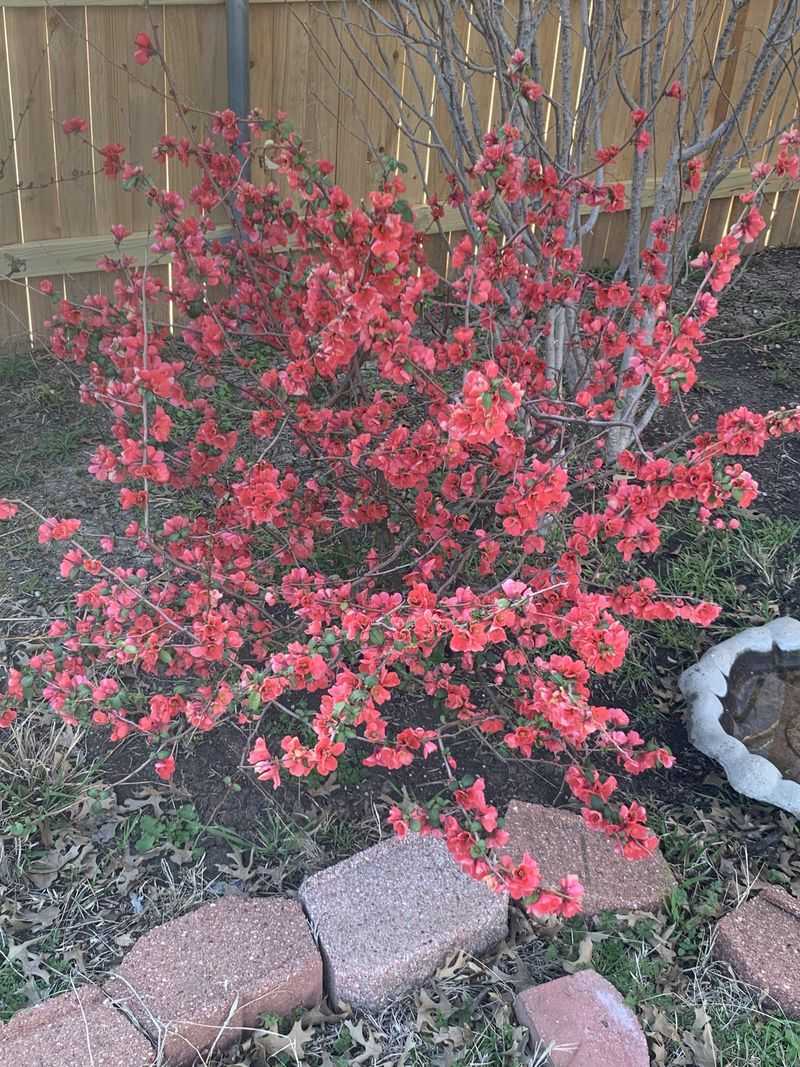 Flowering Quince