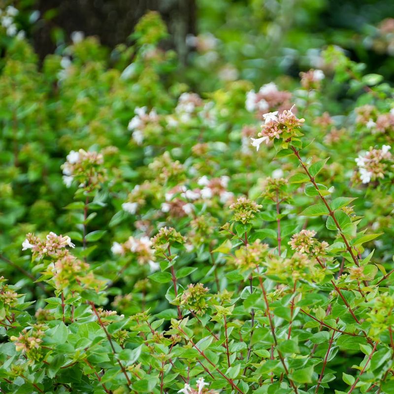 Flowering Shrubs