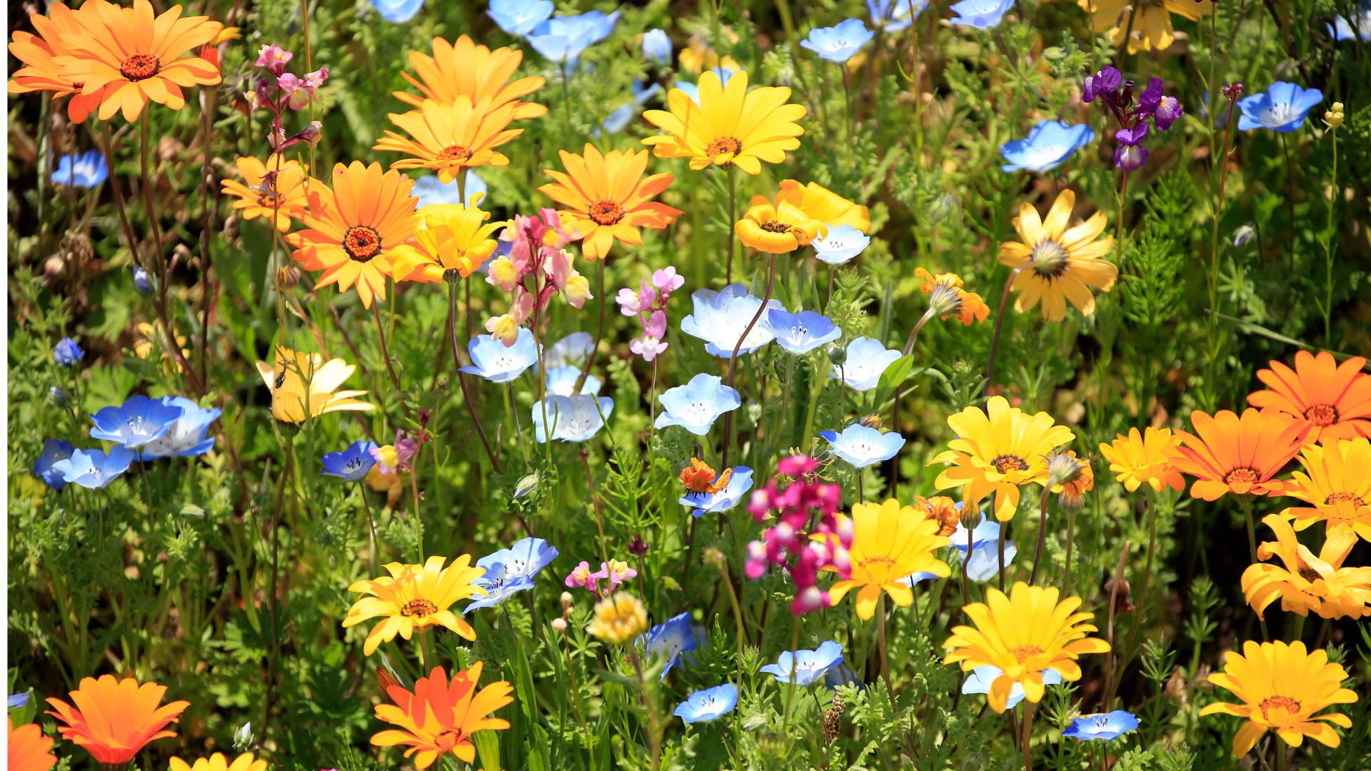 29 Flowers That Beginner Gardeners Can Easily Grow From Seed