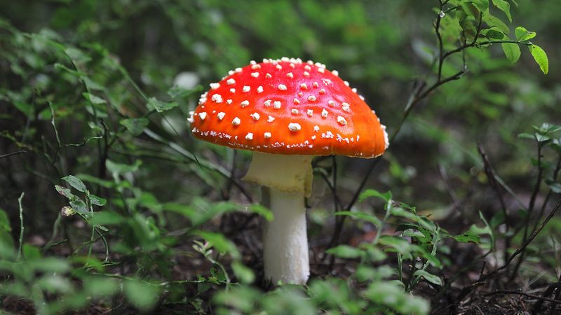 Fly Agaric