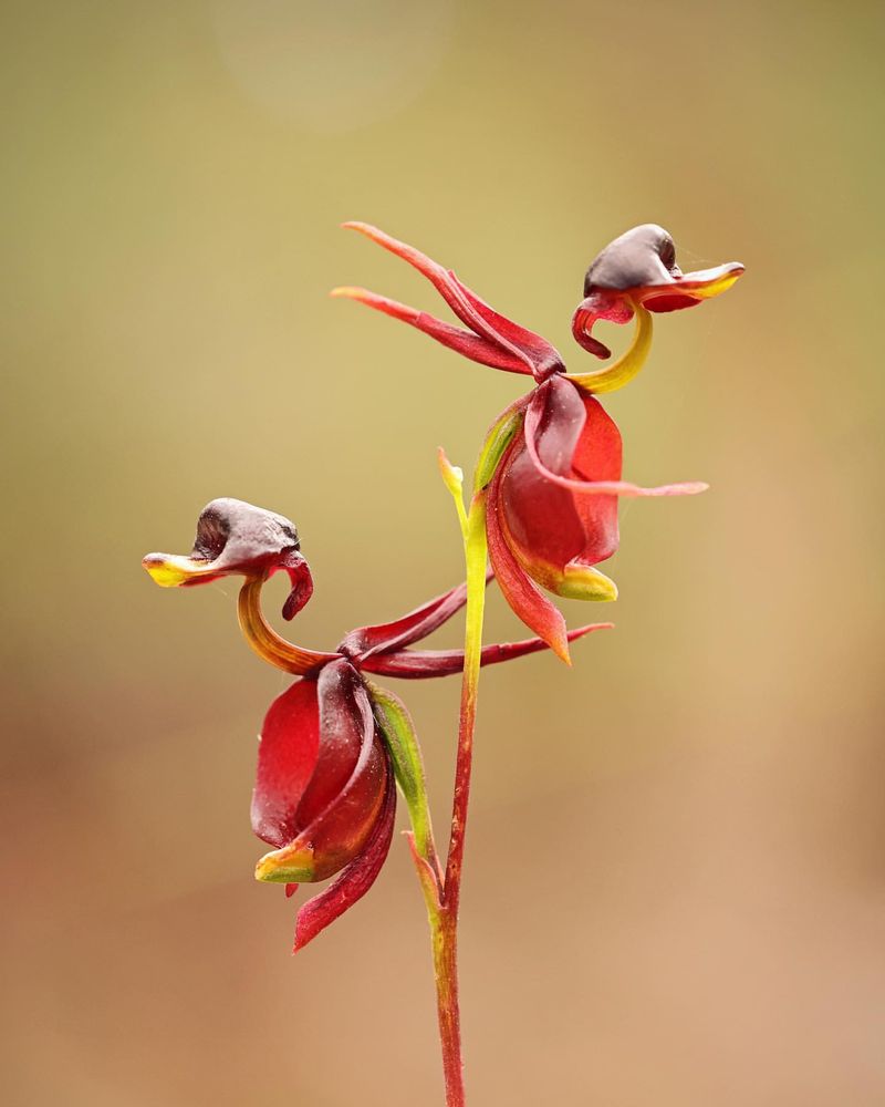 Fly Orchid