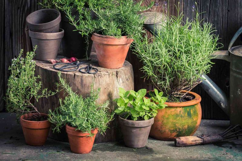 Fly-Repellent Herbs