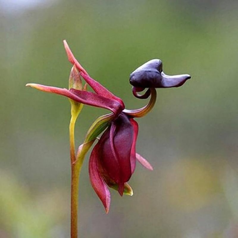 Flying Duck Orchid