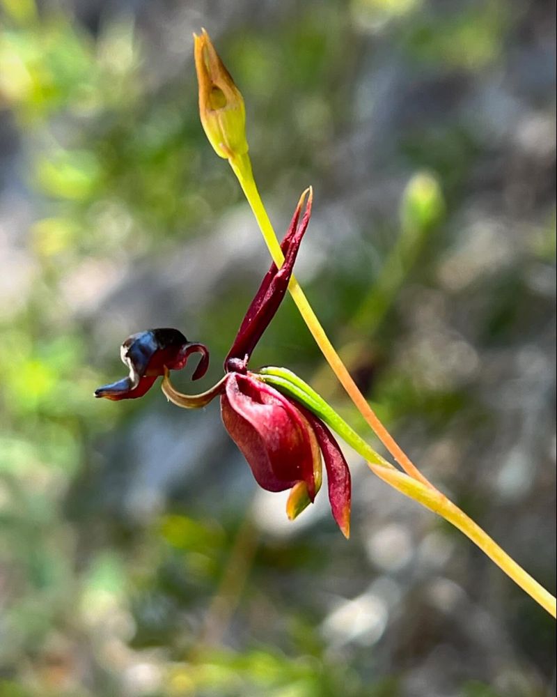 Flying Duck Orchid