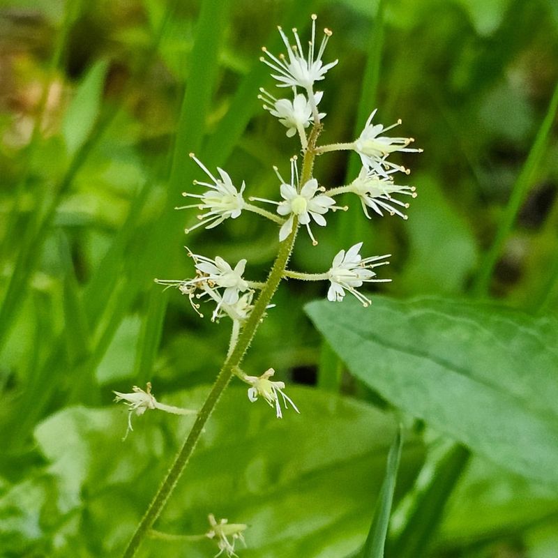 Foamflower