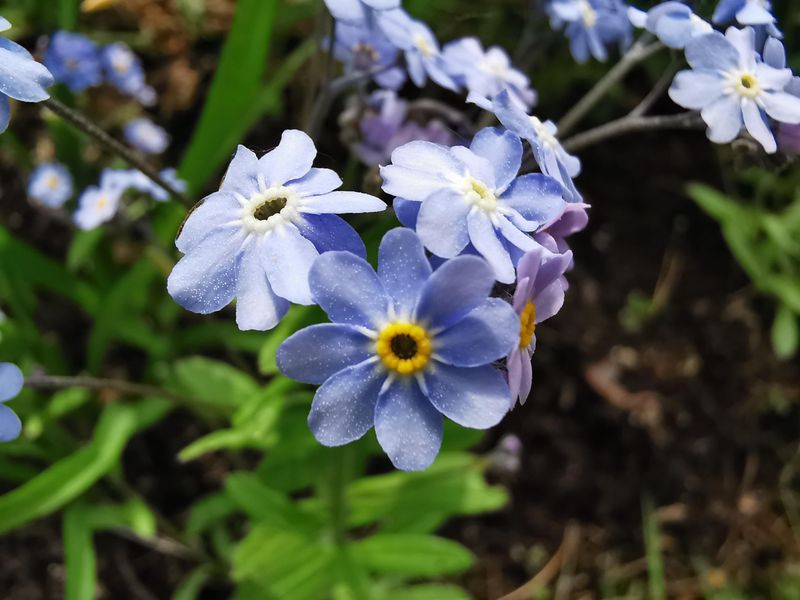 Forget-Me-Not