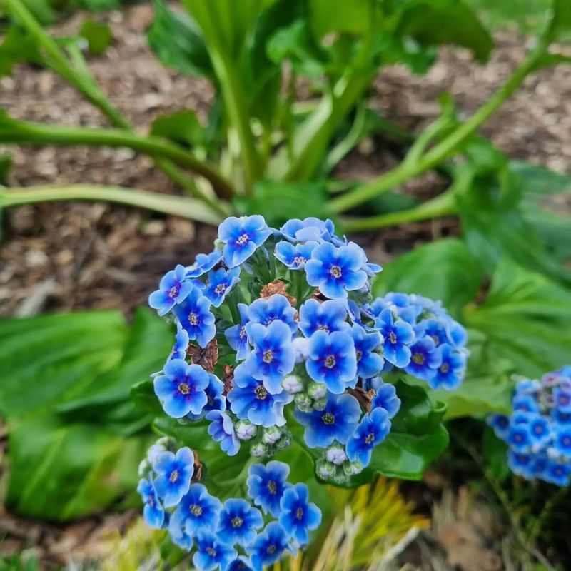 Forget-Me-Not