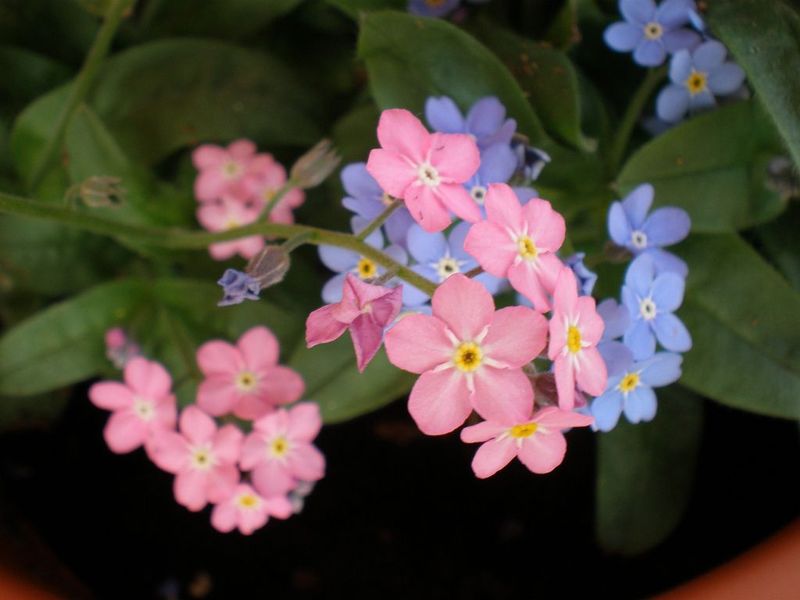 Forget-Me-Not