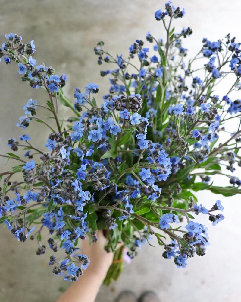 Forget-Me-Not