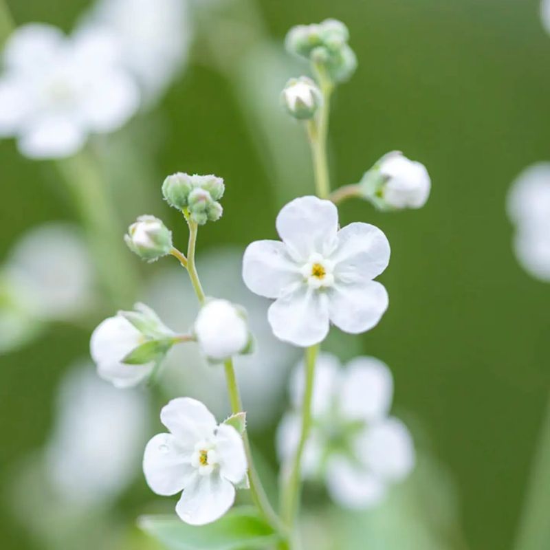 Forget-Me-Not