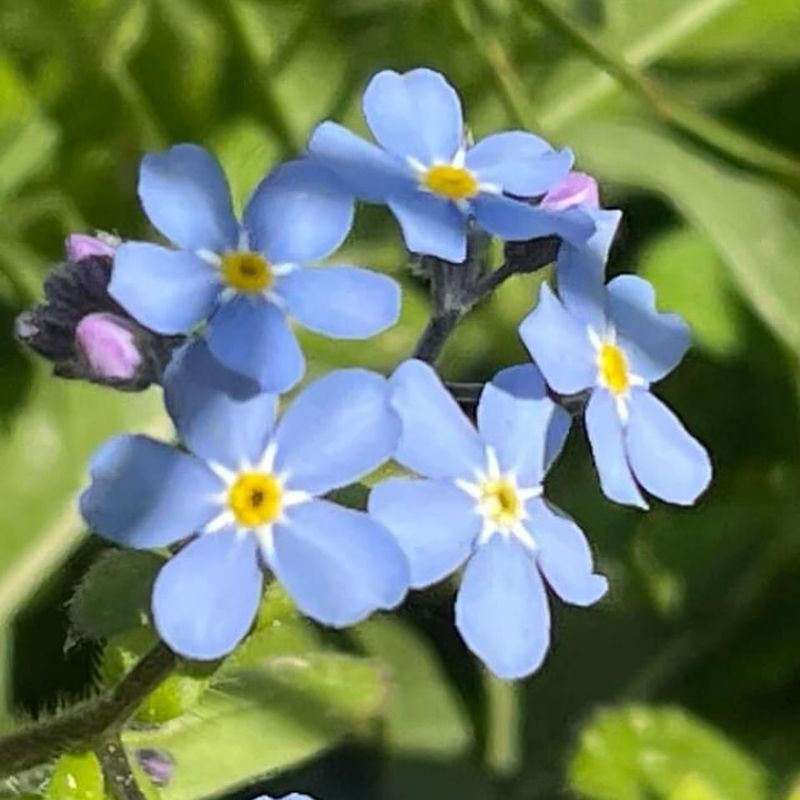 Forget-Me-Not - Alaska