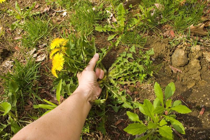 Forgetting to Remove Weeds