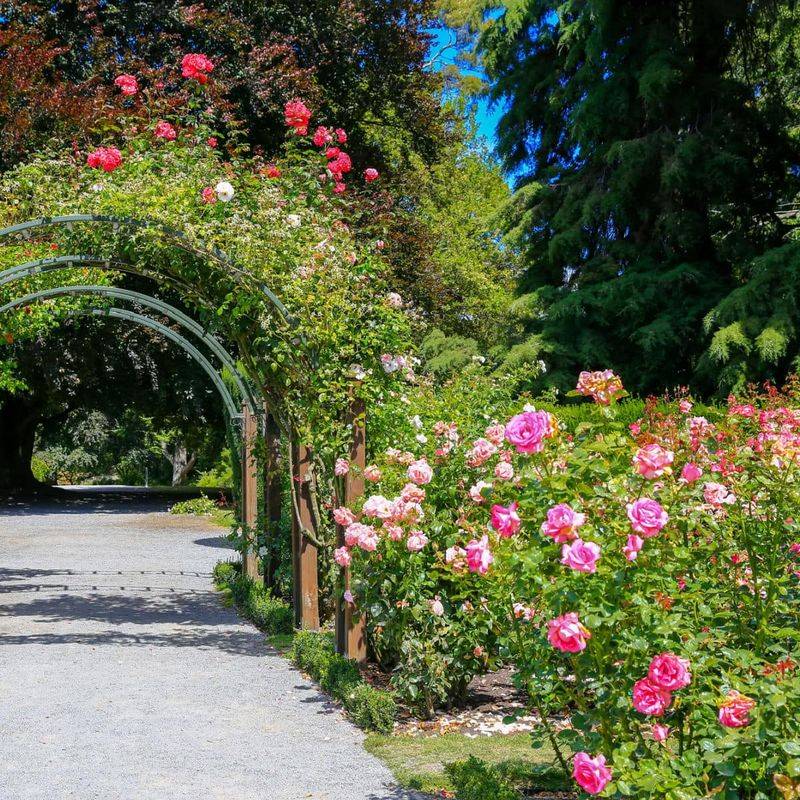 Formal Rose Pathway