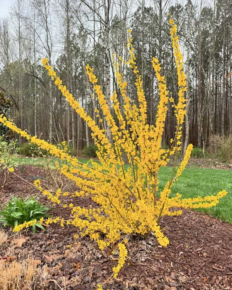 Forsythia