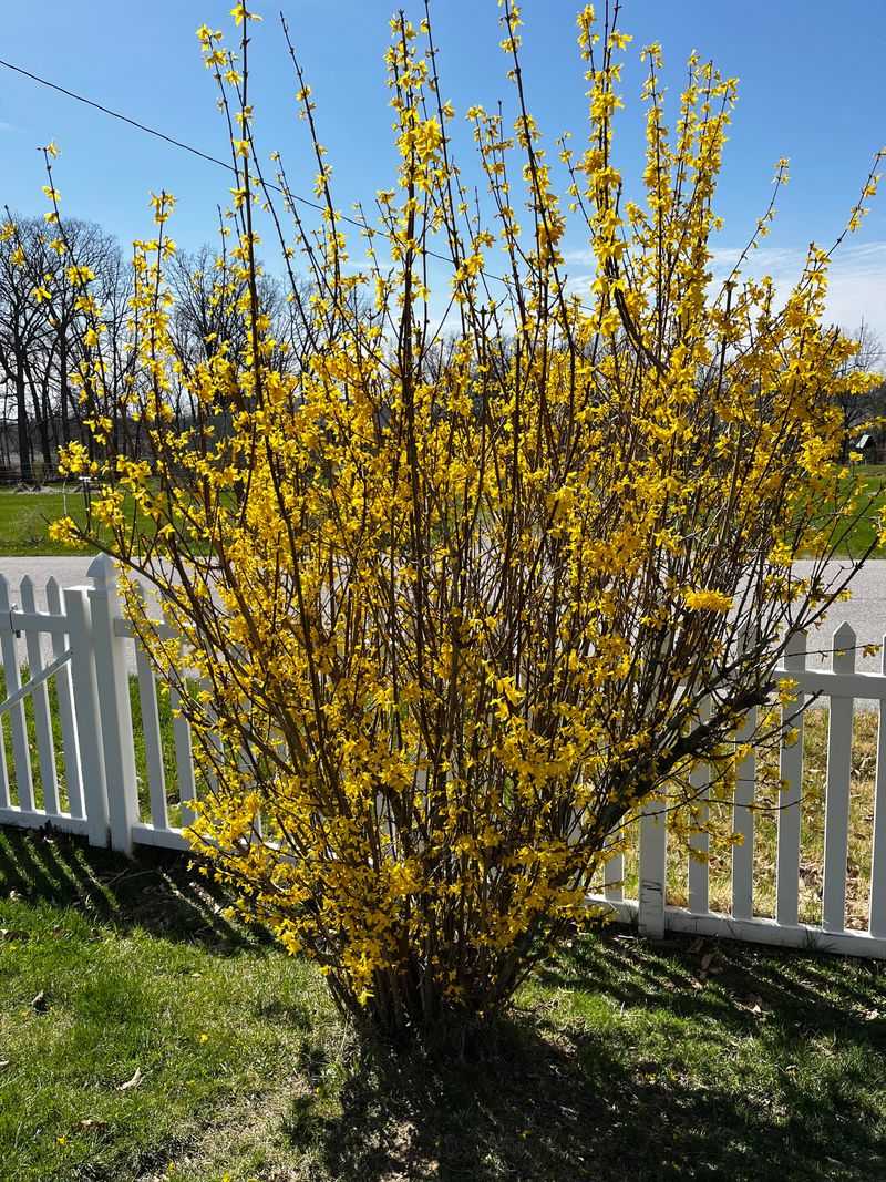 Forsythia