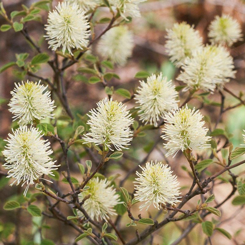 Fothergilla