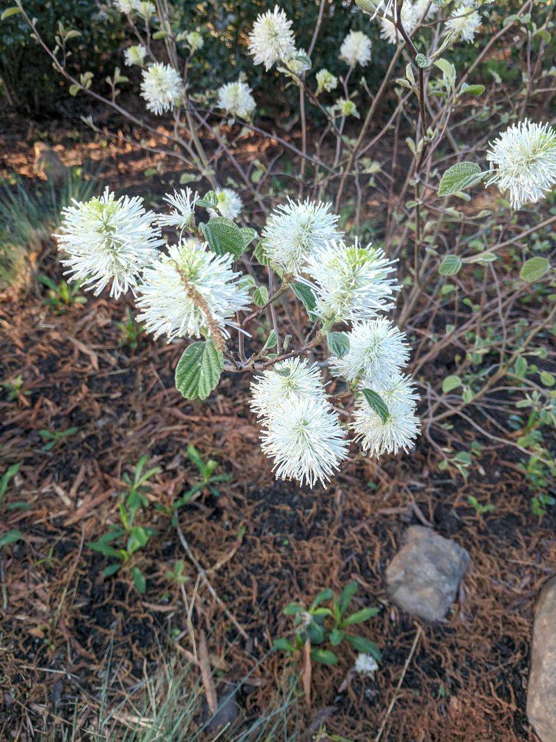 Fothergilla