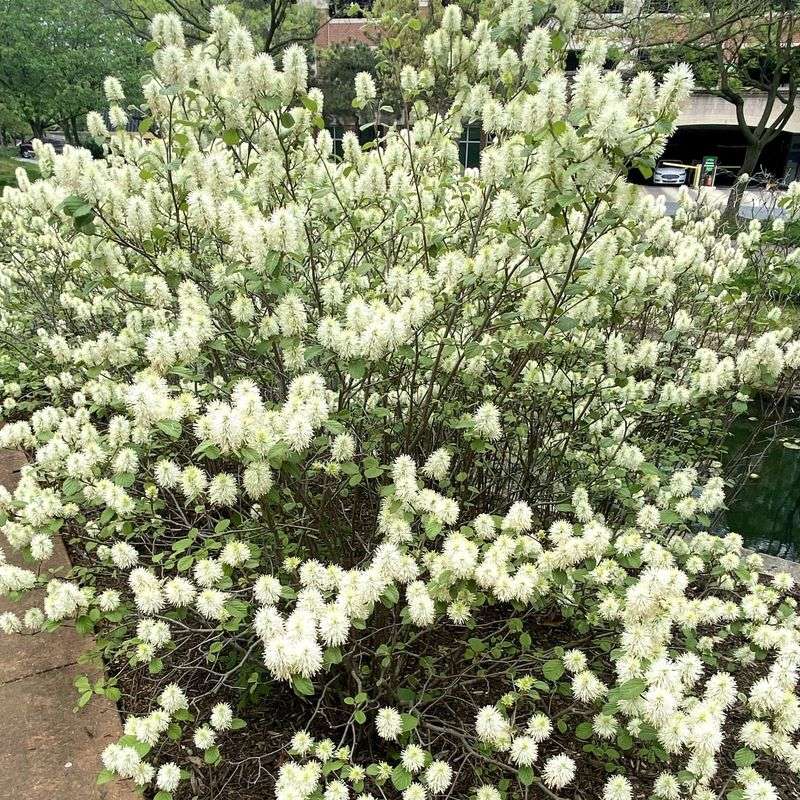 Fothergilla