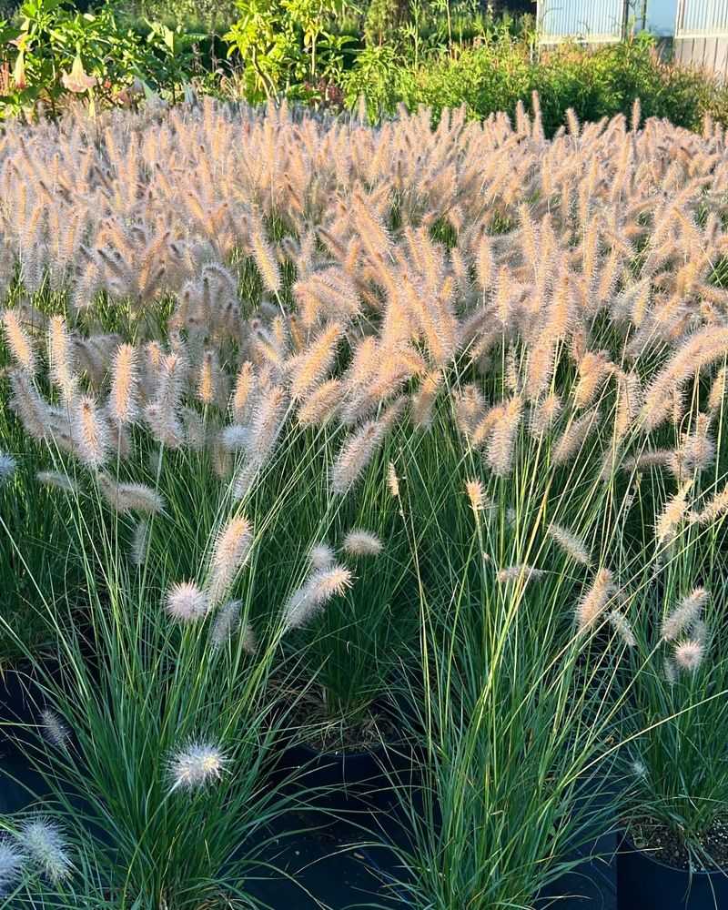 Fountain Grass