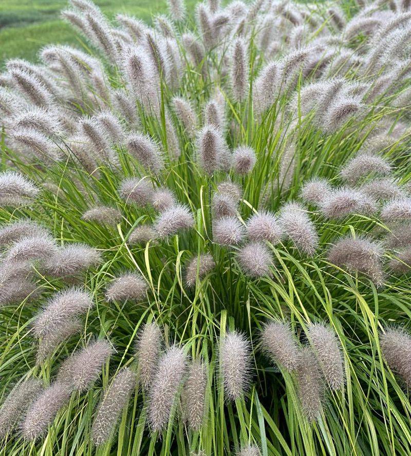 Fountain Grass