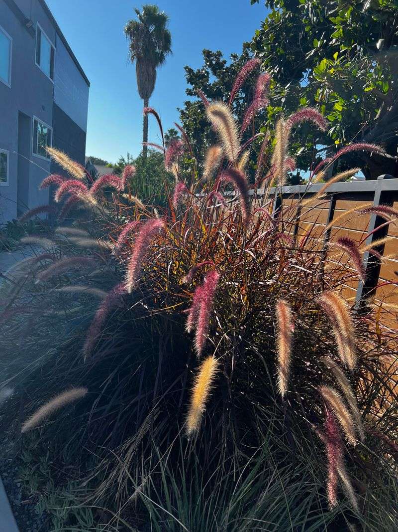 Fountain Grass