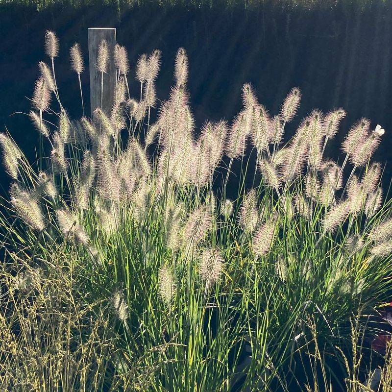 Fountain Grass