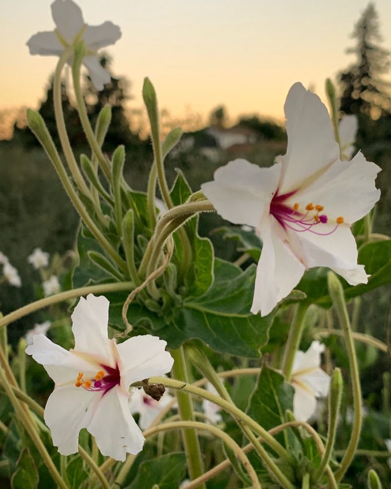 Four O'Clock Flower