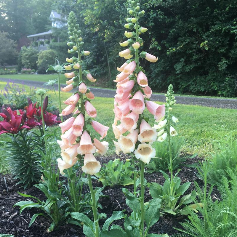 Foxglove