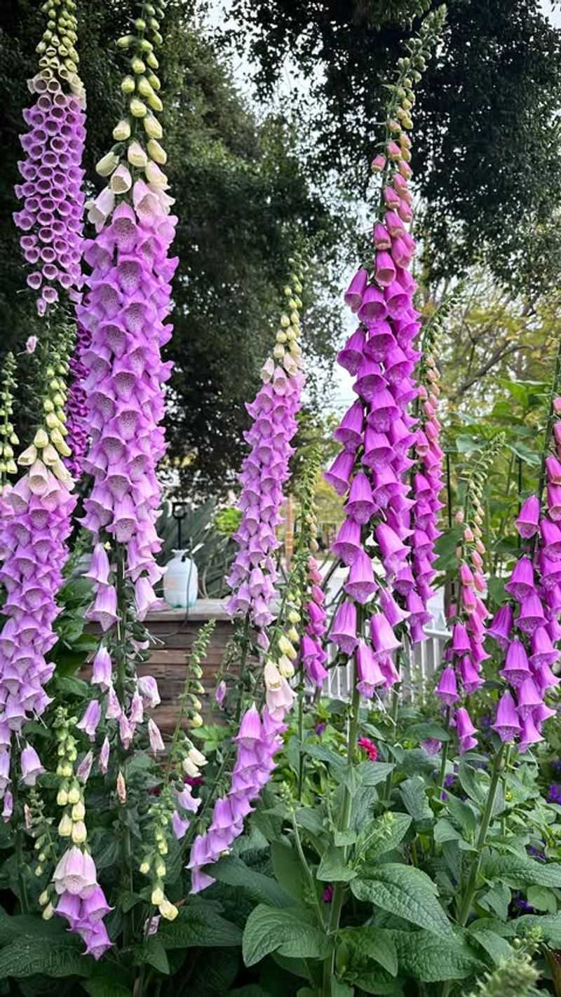 Foxglove