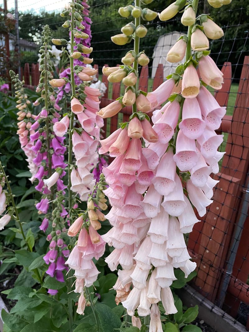 Foxglove