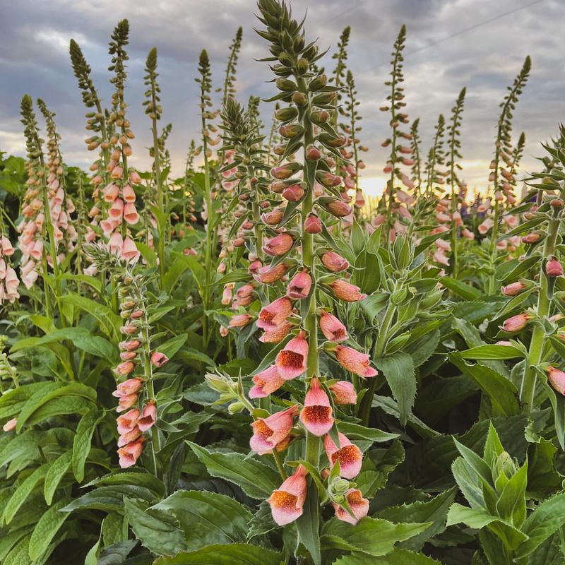 Foxglove