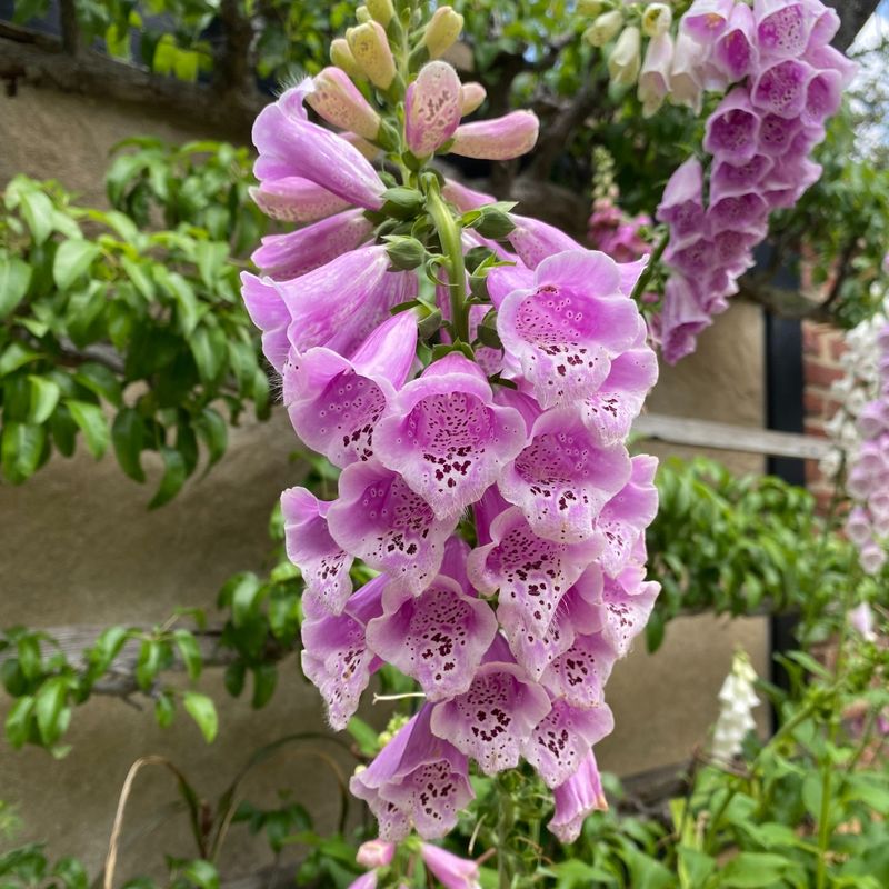 Foxglove