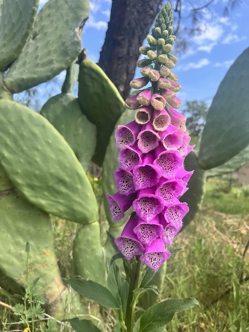 Foxglove